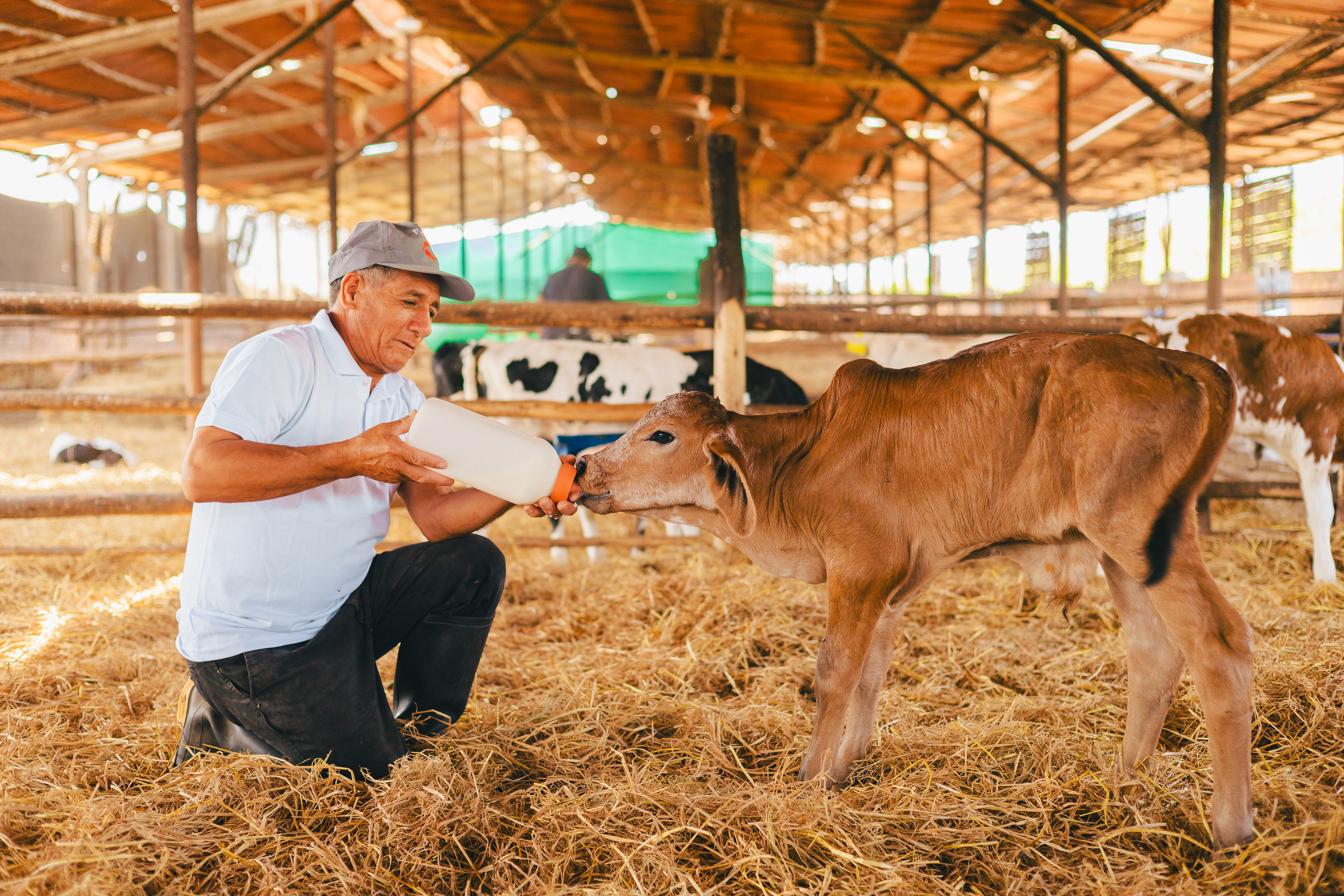 Ganadero alimentando ternero