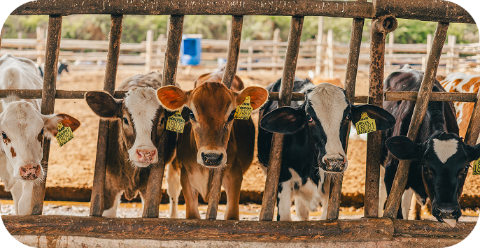 Ganadero alimentando ternero