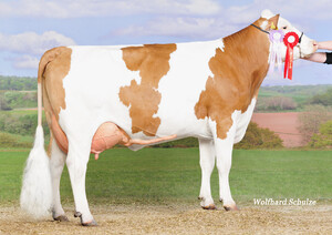 GS DER BESTE M KALLA