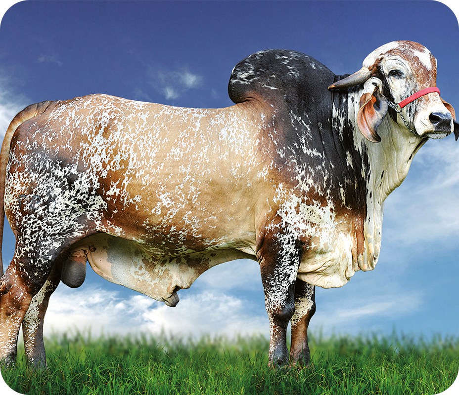 GENGIS KHAN DE BRASILIA