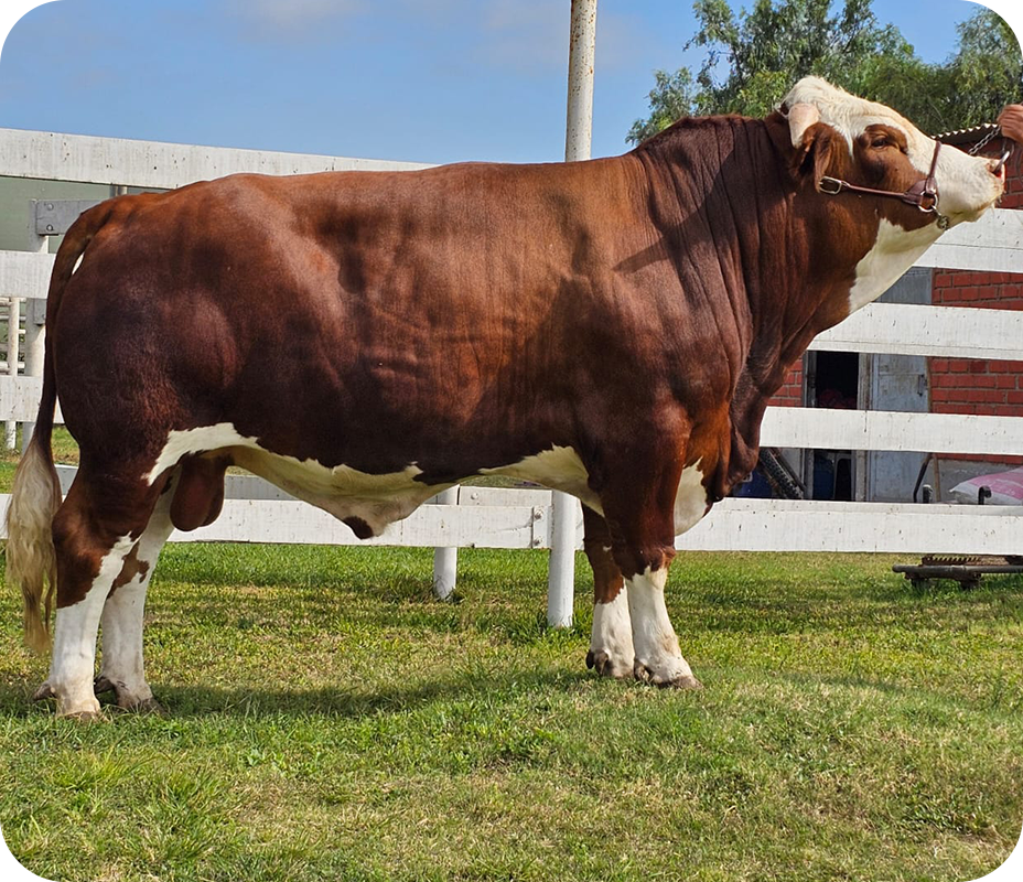 CANCHAQUE TORO FLECKVIEH