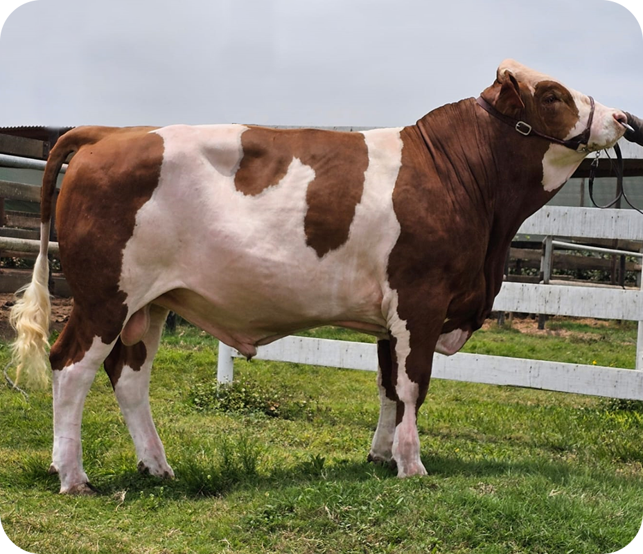 HASANI TORO FLECKVIEH