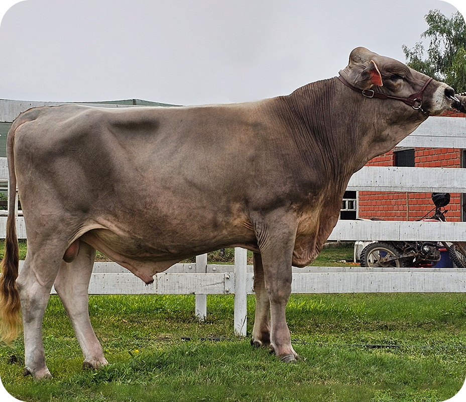 NOAH TORO BROWN SWISS